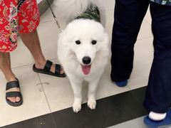 -爱侣宠医·鹦鹉专科·小型哺乳类·异宠专科(灵石路店)