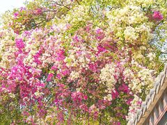 -深圳国际园林花卉博览园