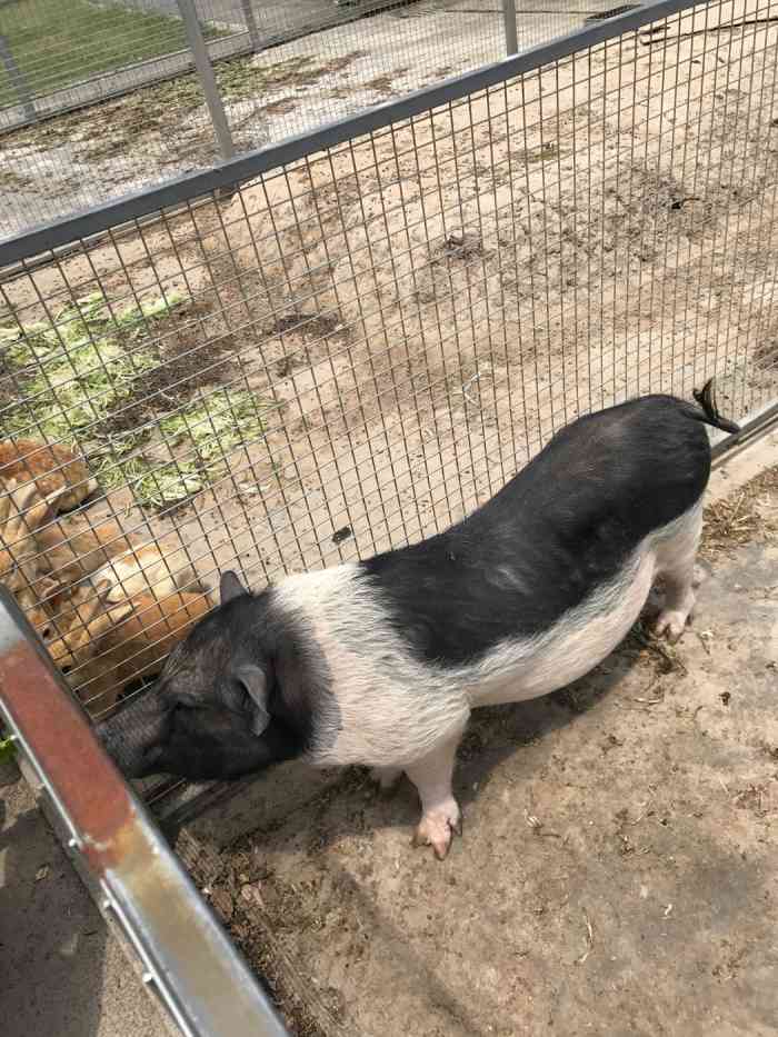 申亚乡村度假农园-"周末和朋友们外出郊游至此,大奉贤景色宜人.