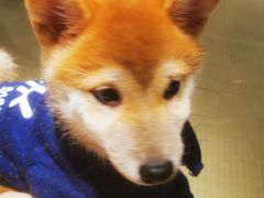 -逗柴咖啡屋·狗咖猫咖宠物桌游