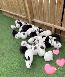 -萌宠亲子动物乐园(槐房万达店)