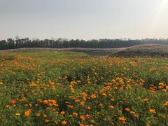 -上海长兴岛郊野公园