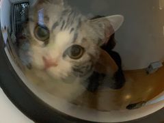 -Bastet sally猫舍购宠(静安店)