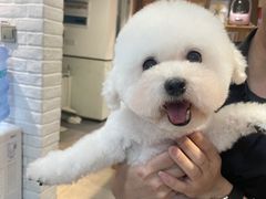 -帕帕拉兹宠物(亚洲旗舰店)