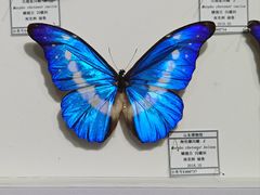 -烟台市博物馆