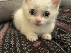 -北京观赏动物医院·24小时大型综合·猫专科·异宠专科