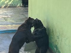 -西霞口神雕山野生动物世界