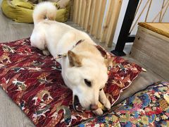 -柴迷FANS CLUB·柴犬狗咖·猫咖