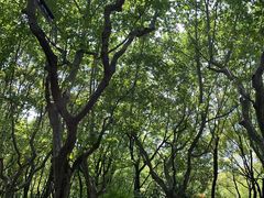 -徐家汇源景区-衡山公园