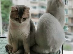 -东方名猫馆·英短金渐层布偶猫舍(环线广场1号楼店)