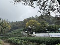 -龙坞茶村