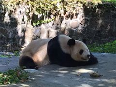 -都江堰中华大熊猫苑