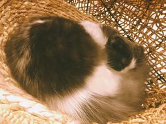 -飞行喵MR PILOT|猫舍·猫咖(静安大融城店)
