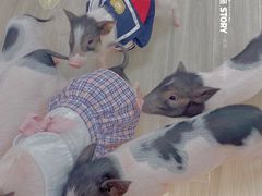 -猪盟咖啡店(玖洲道店)