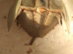 -浪琴湾尾角仔海鲜坊