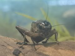 -上海昆虫博物馆