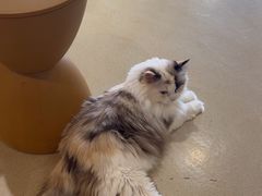 -藏猫猫咖啡主题馆(中央大道店)