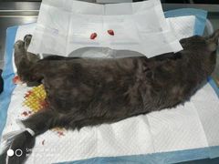 -高德24h动物医院