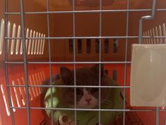 -瑞鹏瑞爱宠物医院·全科·猫科·血液透析中心(龙头寺店)