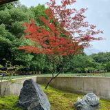 杭州旅游 | 青竺茶食 