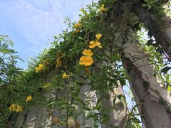 -鼓浪屿牌馅饼(博物馆店)