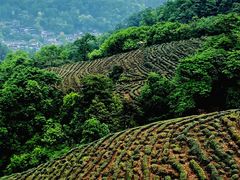 -西湖风景区十里琅珰-五云山