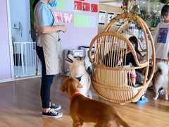 -Husky Go! 哈士奇体验馆·宠物咖啡厅狗咖