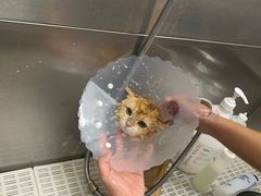 -北京观赏动物医院·24小时大型综合·猫专科·异宠专科
