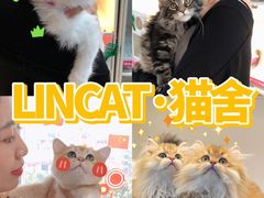 -lincat·猫舍(广州店)