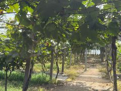 -马陆小张葡萄园农家乐