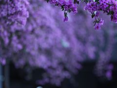 -深圳市中科院仙湖植物园