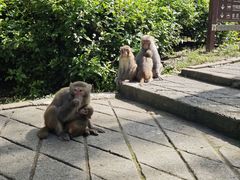 -广西龙虎山风景区