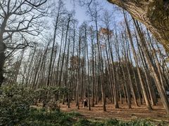 -杭州植物园