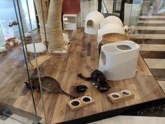 -袖虎·猫馆(体育西路店)