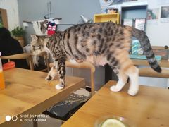 -平行世界·猫咖(首经贸店)