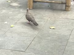 -香园自助小火锅