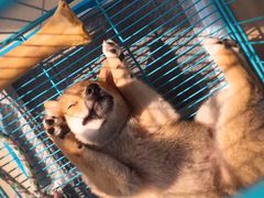 -翊宠yipet猫狗购宠庄园犬舍•猫舍