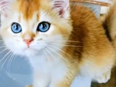 -东方名猫馆·英短金渐层布偶猫舍(环线广场1号楼店)