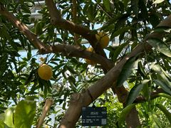 -国家植物园南园