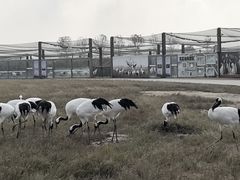 -盐城丹顶鹤湿地生态旅游区