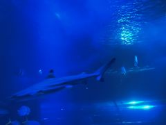 -太平洋海底世界