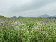 -光明小镇欢乐田园