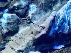 -迪拜水族馆及水下动物园