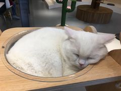 -飞行喵MR PILOT|猫舍·猫咖(静安大融城店)