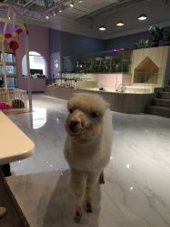 -Moni星球萌宠·小马宝莉·灵蛇·高端高阶全萌宠互动体验俱乐部(红豆国际广场店)