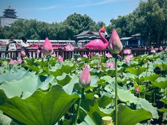 -莲花池公园
