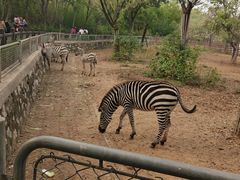 -石家庄市动物园