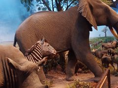 -陕西自然博物馆