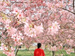 -天适樱花悠乐园