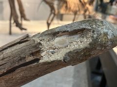 -浙江自然博物院(杭州馆)